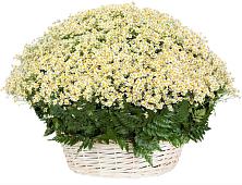 Цветочная композиция из Ромашки в корзине #REPLACE_PRED# Искитиме